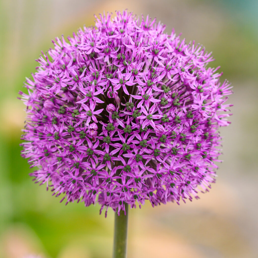 Allium Jackpot from Colorblends in a closeup