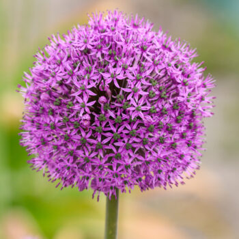 Allium Jackpot from Colorblends in a closeup