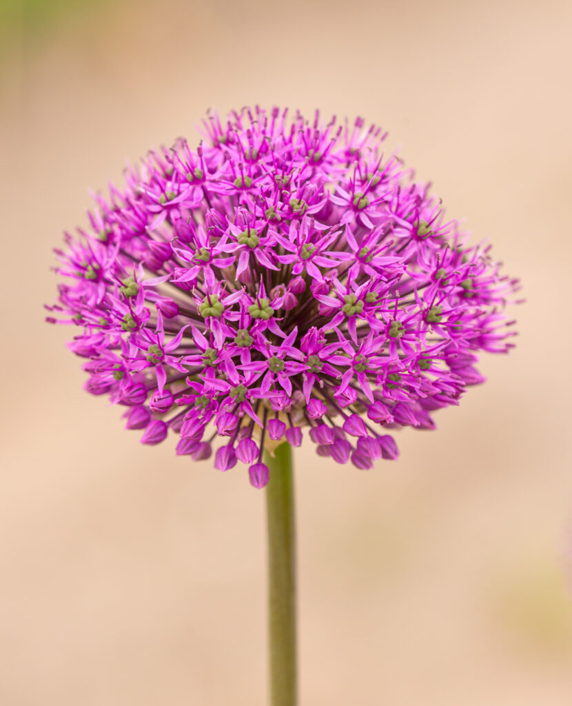 Allium Jackpot against a light background
