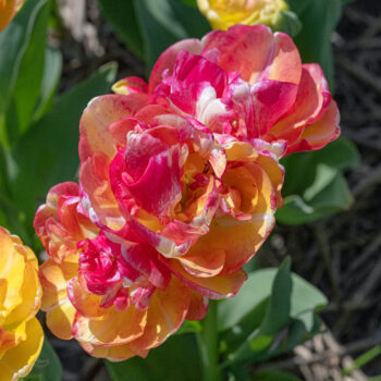 Double Blizz Tulips from Colorblends shown close up