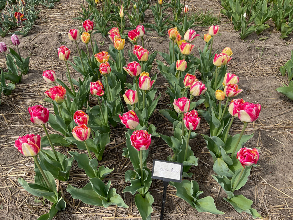 Double Blizz Tulips in a trial garden in the Netherlands