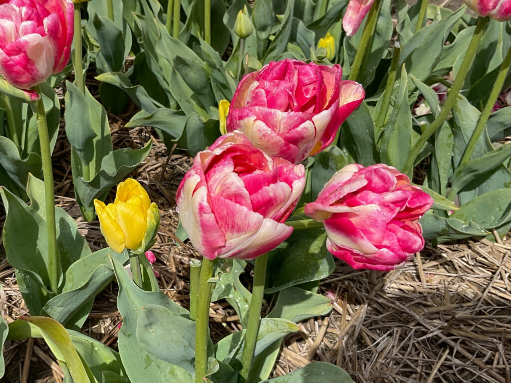 Double Blizz Tulips showing how the flowers change color