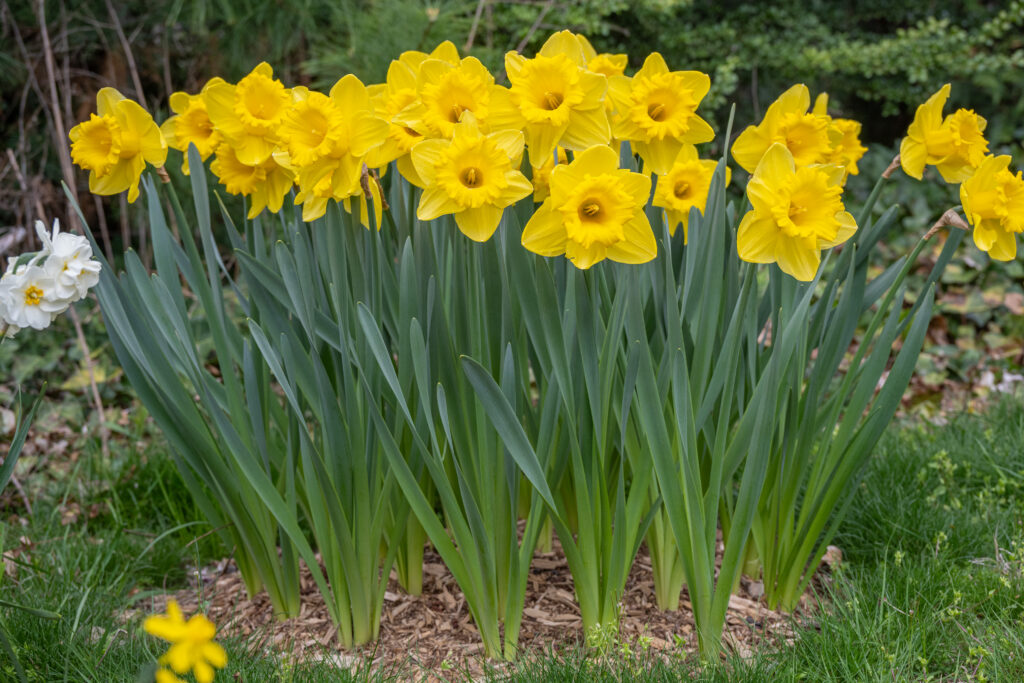 Standard Value daffodils in the landscape