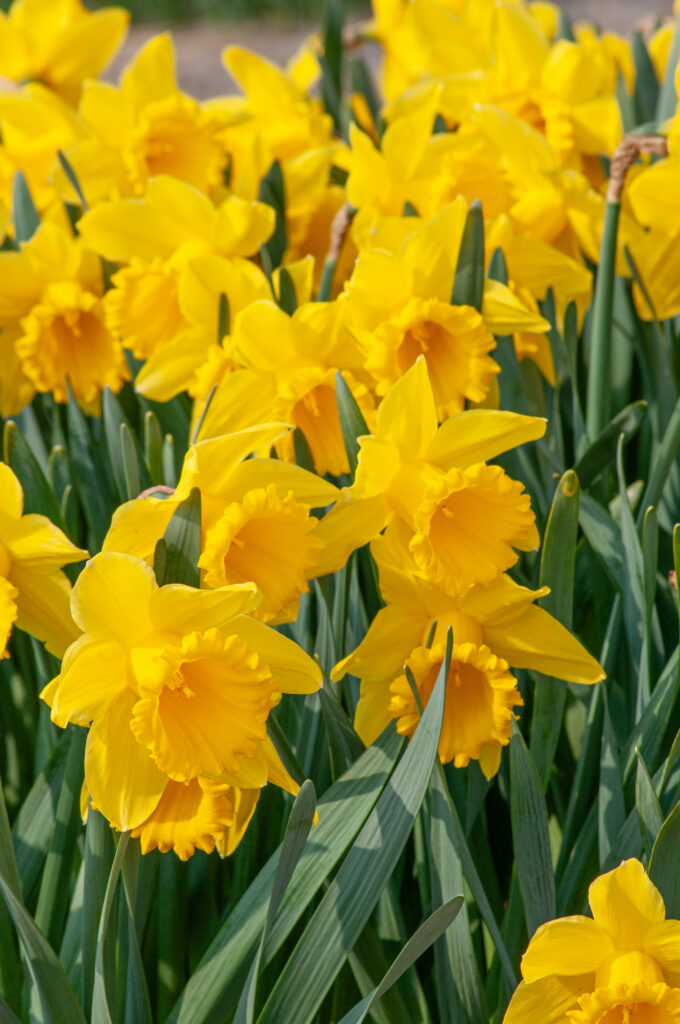 Standard Value daffodils in a vertical image
