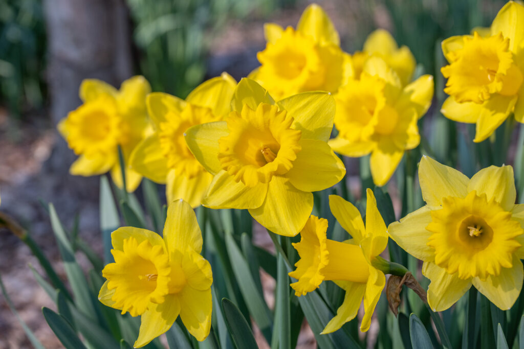 Standard Value daffodils in a garden