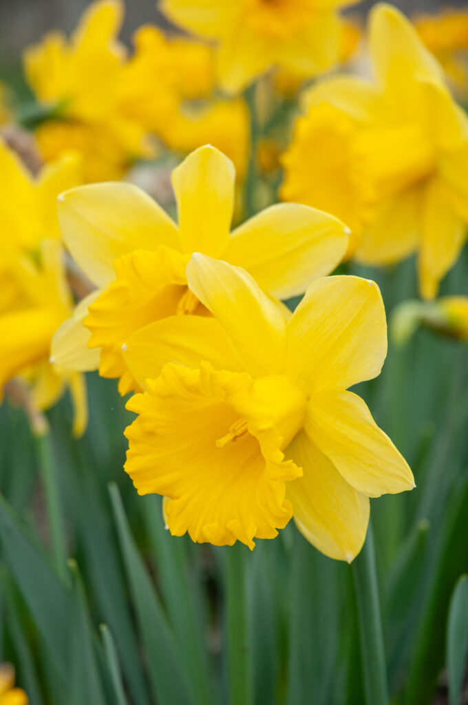 Standard Value daffodils photographed in the landscape