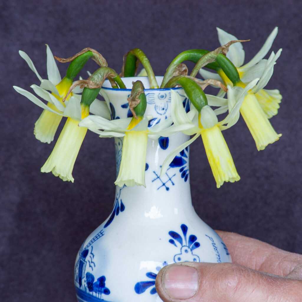 Snipe daffodils in a small Dutch vase