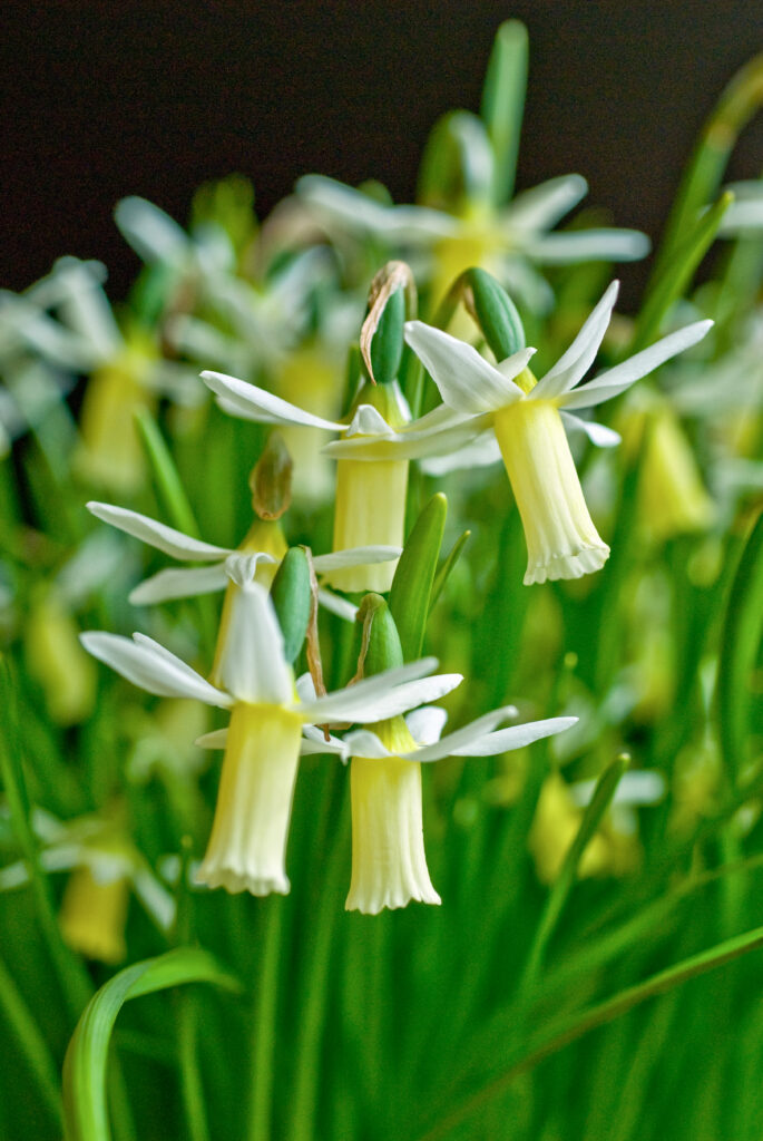 Snipe daffodils in a vertical image