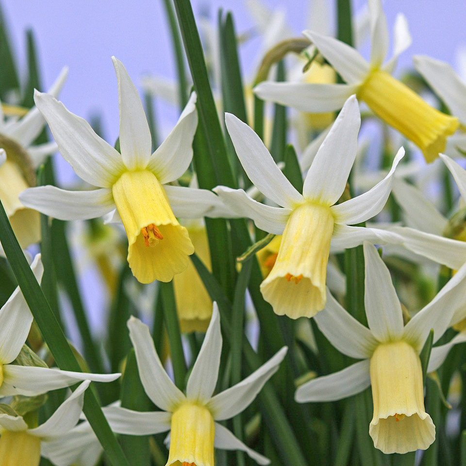 Snipe daffodils from Colorblends in a closeup