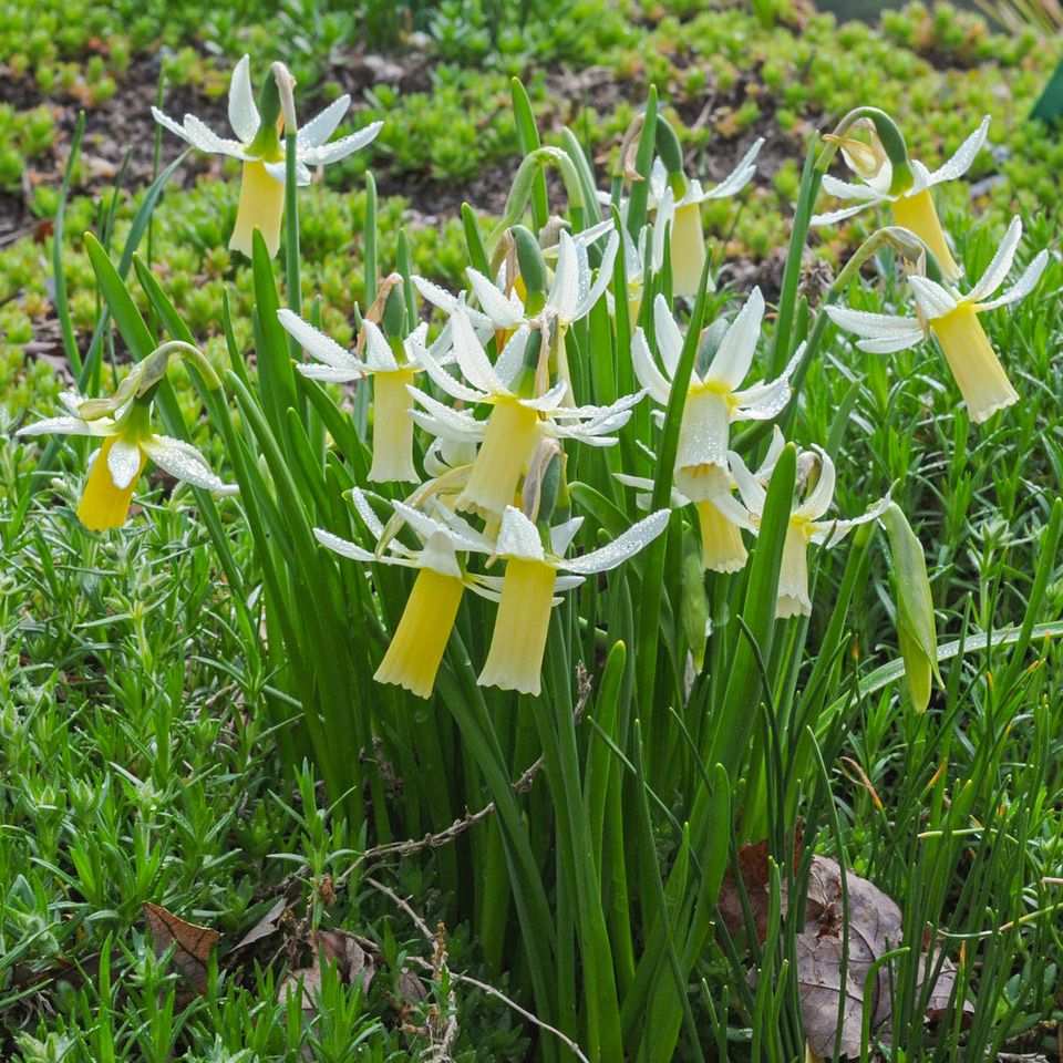 Snipe daffodils planted in the landscape